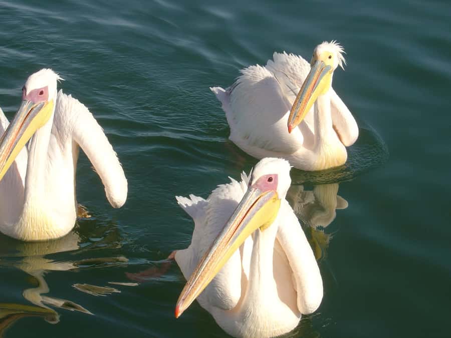 Catamaran Dolphin Cruise and Sandwich Harbour Tour - Key points to know before booking