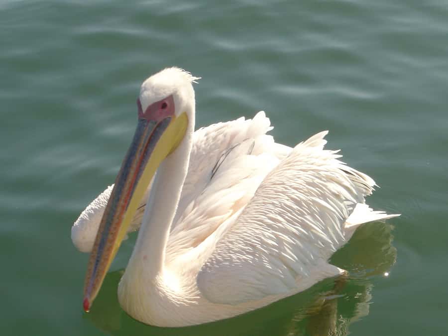 Catamaran Dolphin Cruise and Sandwich Harbour Tour - Oysters, sparkling wine, and a proper pause