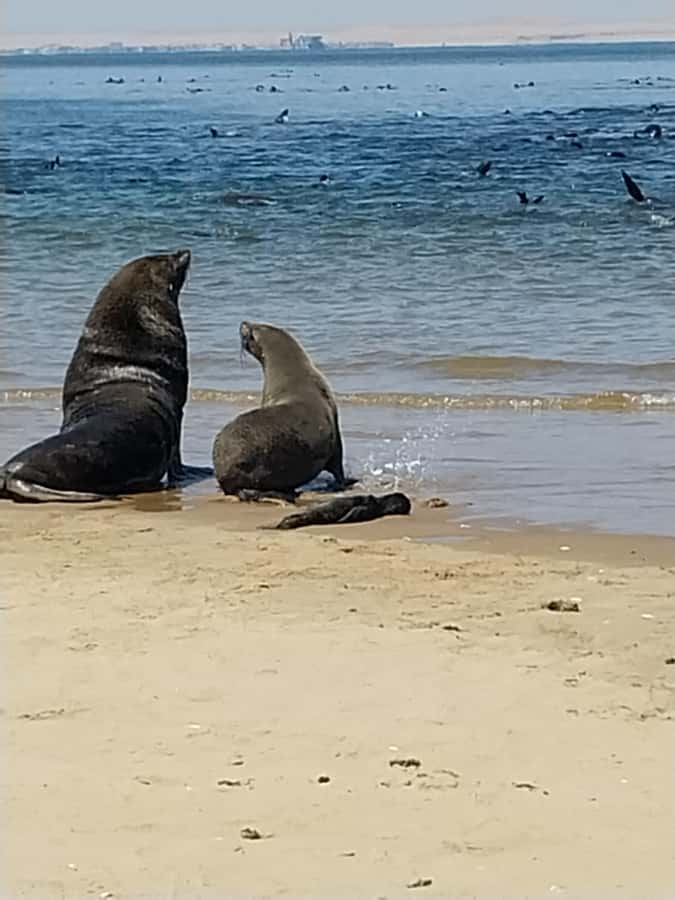 Catamaran Dolphin Cruise and Sandwich Harbour Tour - Sandwich Harbour, where the dunes meet the Atlantic