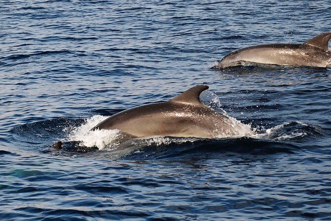 Catamaran Sailing Experience Manilva Tapas Drink Dolphins Swim Stop - Who will enjoy this afternoon most