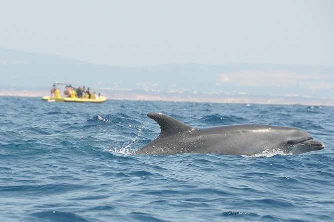 Caves and Dolphin Watching Cruise from Albufeira - Swimming, sunshine, and what to bring