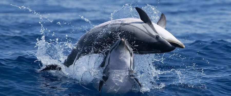 Caves & Dolphins - Combined Trip - Key points to know before booking