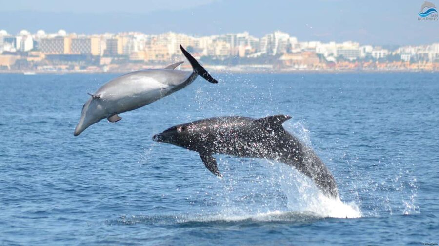 Caves & Dolphins - Combined Trip - Seeing Benagil without losing the wildlife search