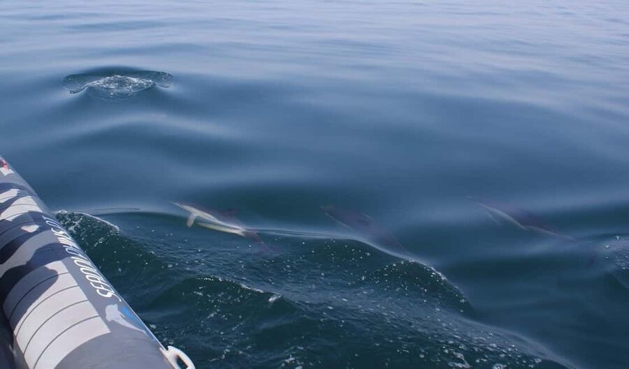 Caves & Dolphins - Combined Trip - My verdict on the Benagil and dolphin combination