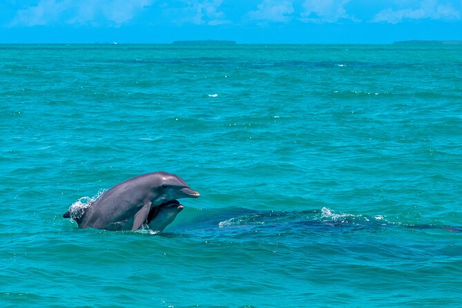 Champagne Dolphin Sail and Reef Snorkel - Champagne, provisions, and the social side