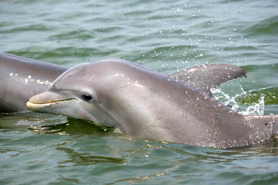 Charleston: Schooner Sailing Harbor Tour & Dolphin Watch - Raising the sails on the Schooner Pride