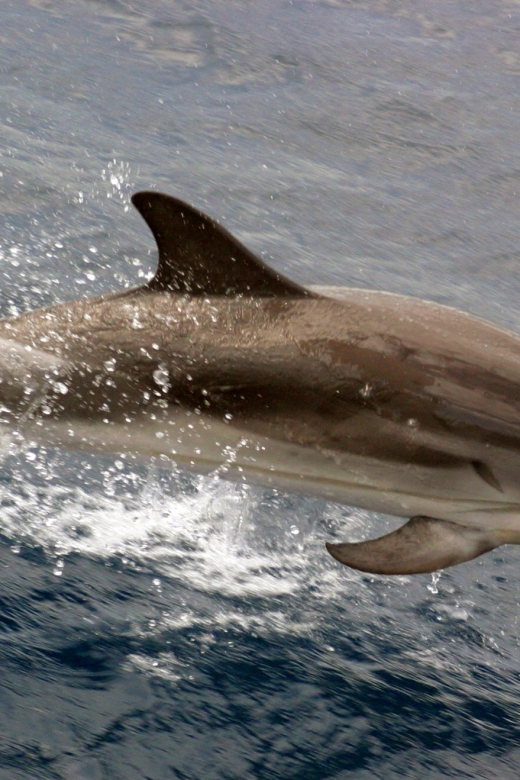 Charleston: Sightseeing Harbor Tour & Dolphin Watch - Key points to know before boarding