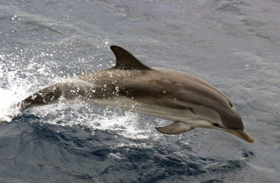 Charleston: Sightseeing Harbor Tour & Dolphin Watch - Why Charleston Harbor is worth seeing from the water