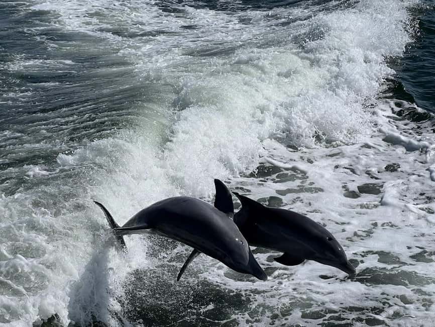 Charlotte Harbor: Dolphin Discovery Day Cruise - Island music, Bluetooth, and the tiki atmosphere