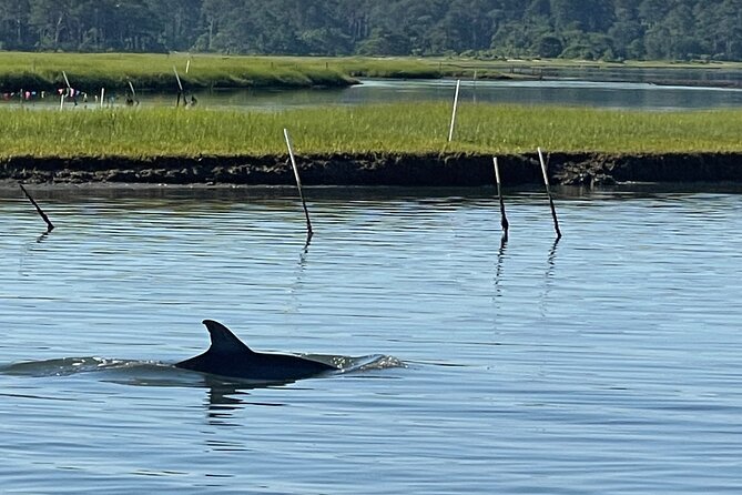 Chincoteague Dolphin Watching Boat Tour - Why the six-person limit changes the experience