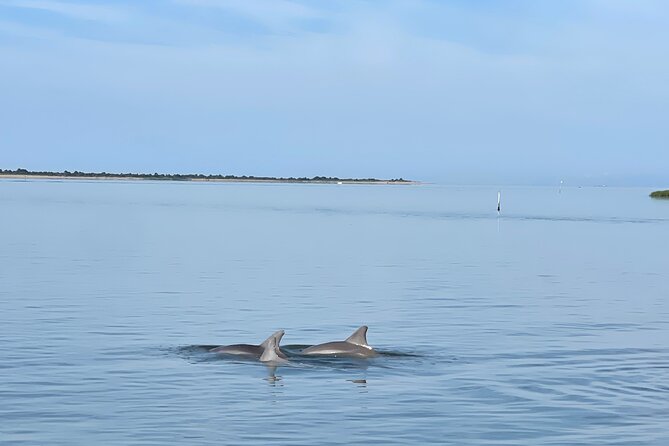 Chincoteague Dolphin Watching Boat Tour - Wildlife watching without false promises
