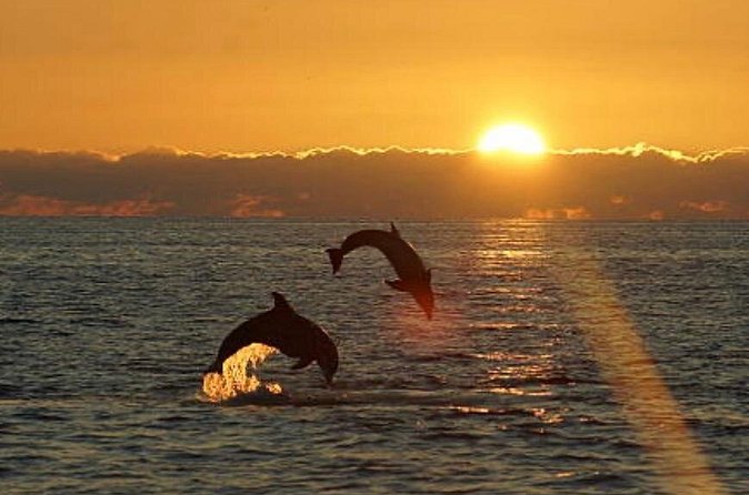 Chincoteague Dolphin Watching Boat Tour - Timing, weather, and planning your day