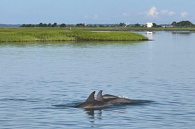 Chincoteague Dolphin Watching Boat Tour - Who will enjoy this coastal outing most