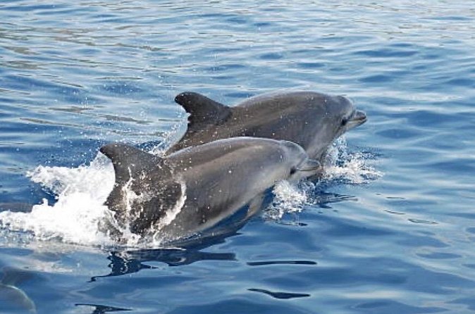 Chincoteague Dolphin Watching Boat Tour - Should you book the Chincoteague Dolphin Watching Boat Tour?