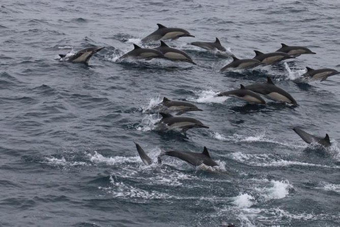 City Cruises San Diego: Whale and Dolphin Watching Adventure - Key points to know before you book
