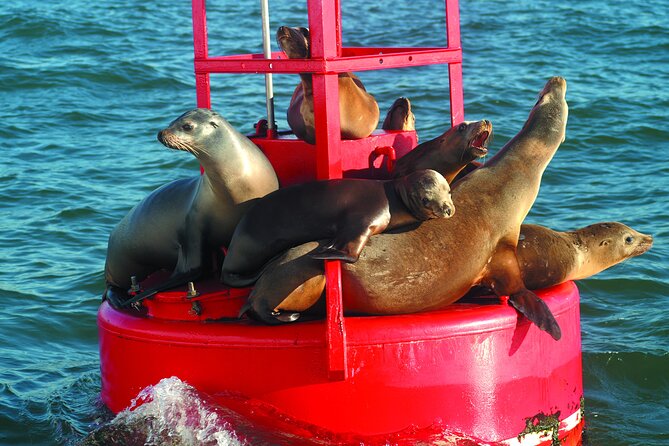 City Cruises San Diego: Whale and Dolphin Watching Adventure - From Navy Pier to open Pacific water