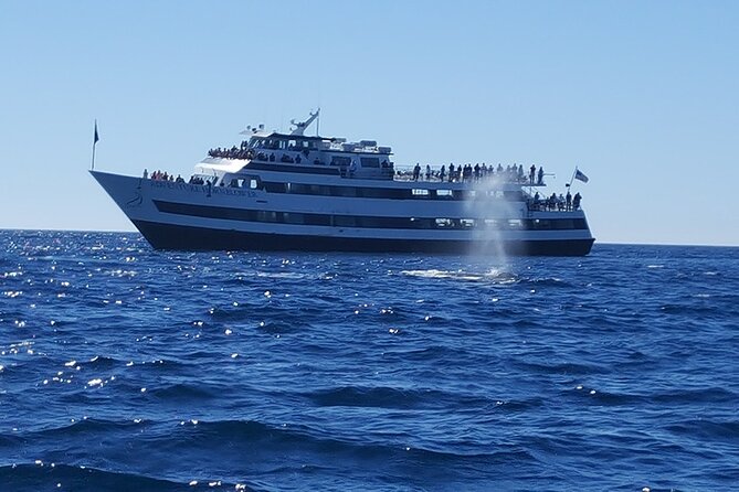 City Cruises San Diego: Whale and Dolphin Watching Adventure - The boat, seating, and comfort