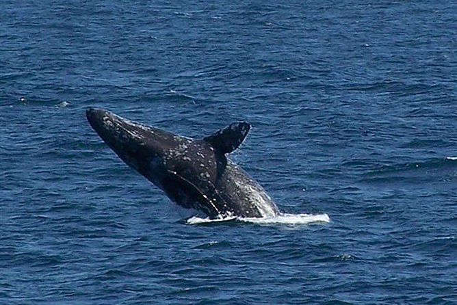 City Cruises San Diego: Whale and Dolphin Watching Adventure - The wildlife you might actually see