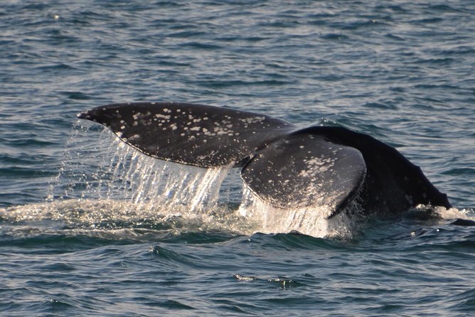City Cruises San Diego: Whale and Dolphin Watching Adventure - Who will enjoy this cruise most
