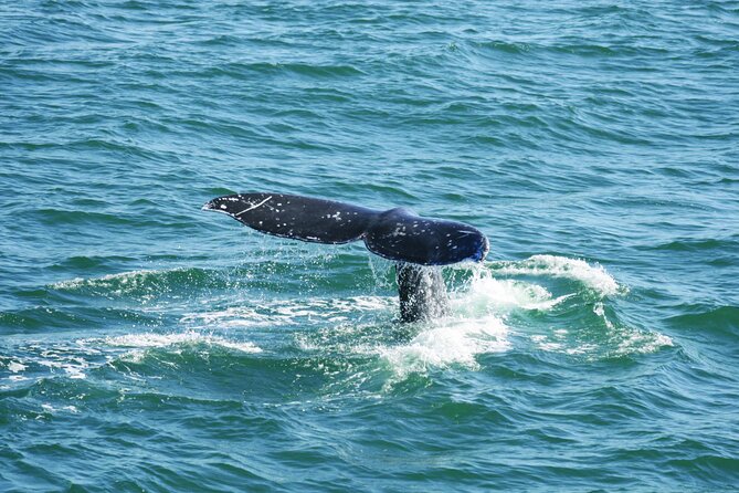 City Cruises San Diego: Whale and Dolphin Watching Adventure - What the naturalists add to the trip