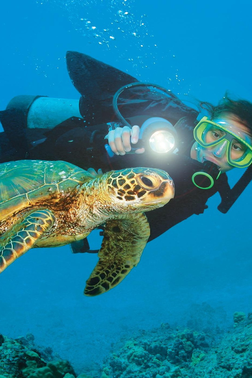 City Of Side: Dolphin Island Boat or Side Boat Tour Options - Dolphin Island and the wildlife question