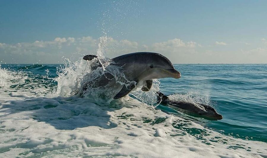 Clearwater Beach: Dolphin Excursion - Flippers Fun Boat - Key things to know before boarding