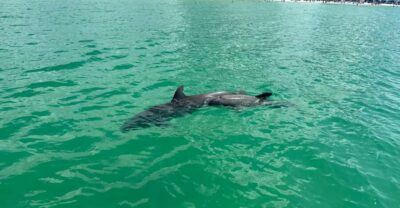 Clearwater Beach: Dolphin & Island Sandbar Cruise