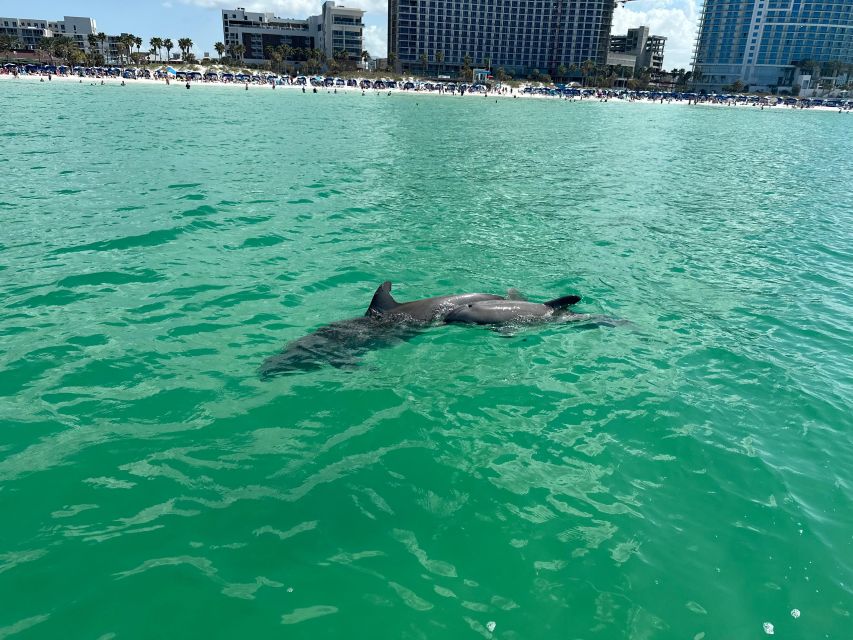 Clearwater Beach: Dolphin & Island Sandbar Cruise - What the $28 price really gives you