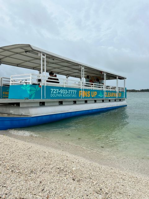 Clearwater Beach: Dolphin & Island Sandbar Cruise - Should you book the Clearwater dolphin and sandbar cruise?