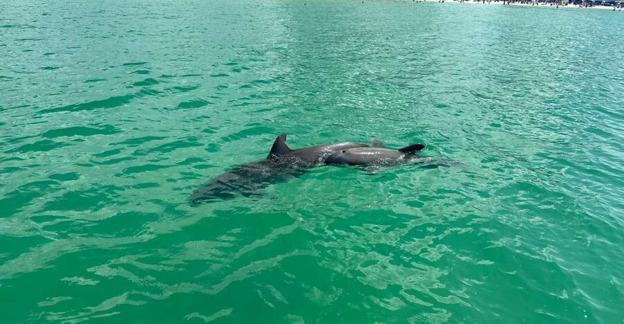 Clearwater Beach: Dolphin & Island Sandbar Cruise - The cruise from 25 Causeway Boulevard