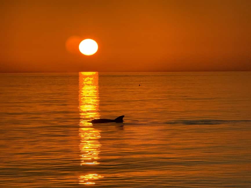 Clearwater Beach: Dolphin-Watching Sunset Cruise - The dolphin search is exciting because it is unscripted