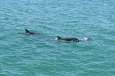 Cruise with Guaranteed Dolphin Sightings