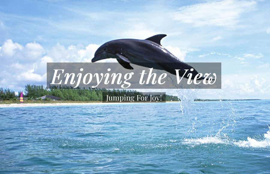 Clearwater: Dolphin Cruise with an Island Adventure - Meeting at 25 Causeway Boulevard