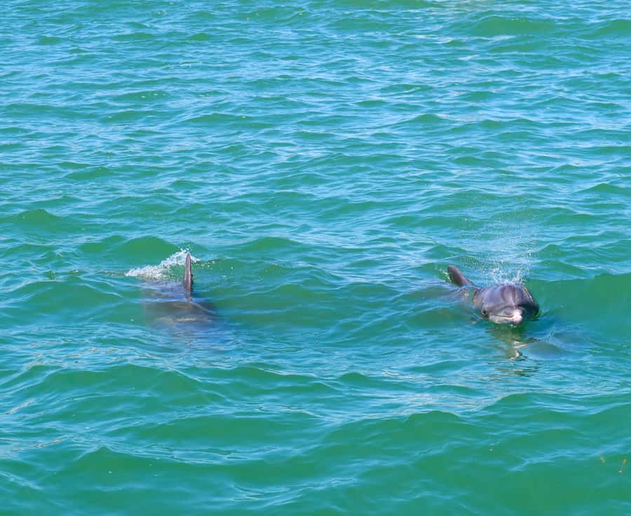 Clearwater: Dolphin Cruise with an Island Adventure - Looking for bottlenose dolphins