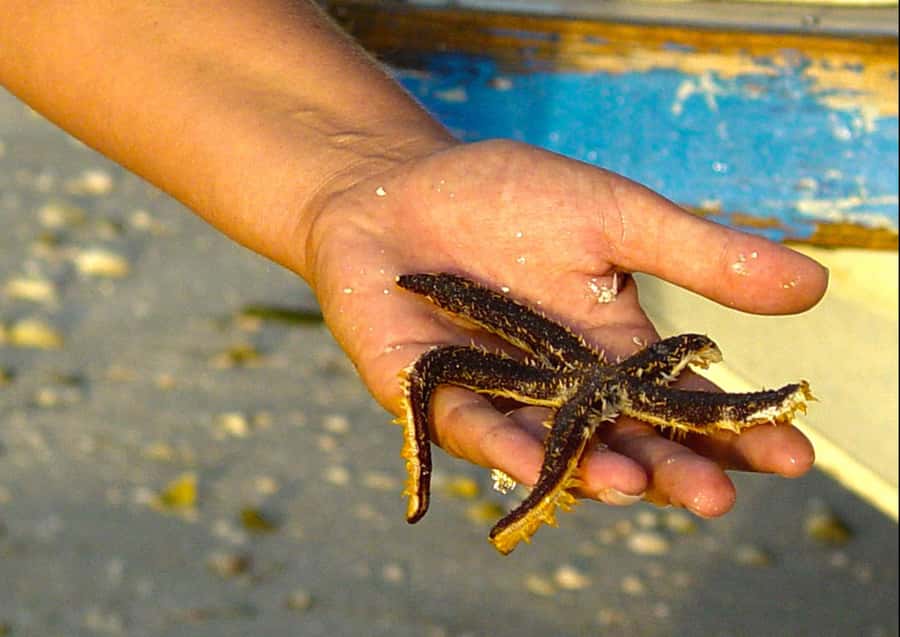 Clearwater: Dolphin Cruise with an Island Adventure - The stop at Compass Island