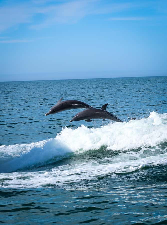 Clearwater: Dolphin Cruise with an Island Adventure - Cruising Clearwater Harbor