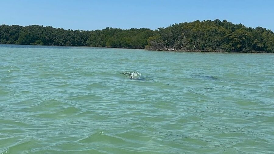 Clearwater: Dolphin Jet Ski Tour - 1 SKI FOR UP TO 3 PEOPLE - Dolphin sightings are possible, not promised