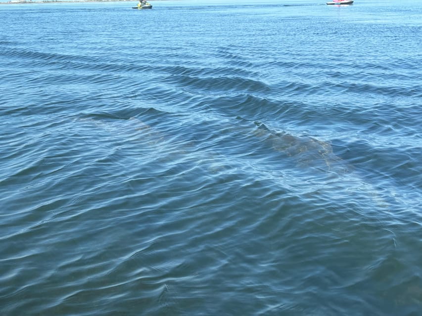 Clearwater: Dolphin Jet Ski Tour - 1 SKI FOR UP TO 3 PEOPLE - Safety rules that affect who can drive