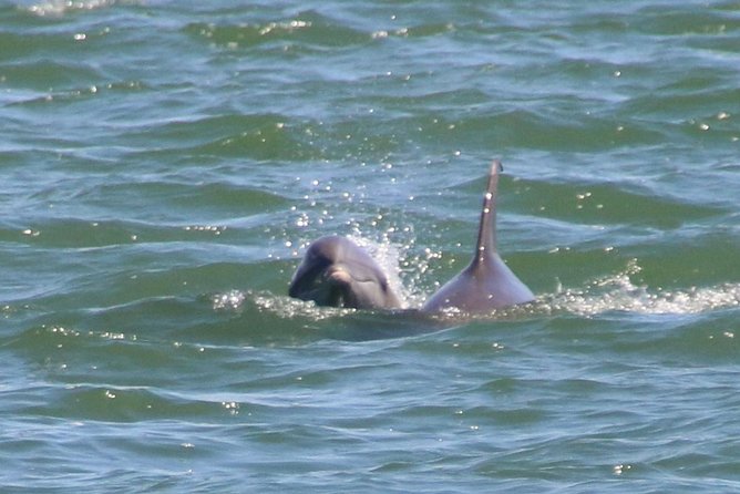 Clearwater Encounters with Dolphins Tour - Compass Island, shells, and a short swim