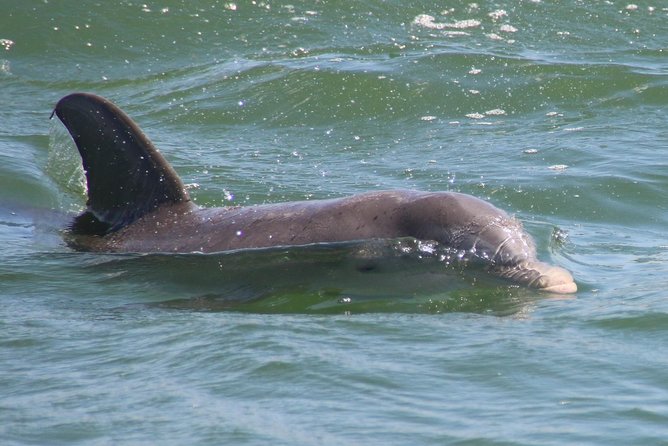 Clearwater Encounters with Dolphins Tour - Why the $35.67 price can make sense