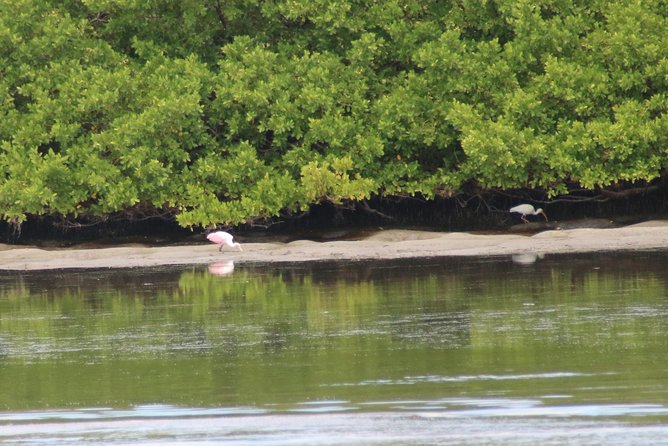 Clearwater Encounters with Dolphins Tour - Weather, water, and comfort