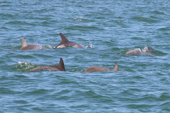 Clearwater Encounters with Dolphins Tour - The dolphin search: what you may actually see