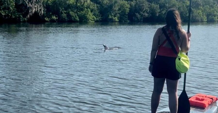 Cocoa Beach: Dolphin and Manatee Kayak or Paddle Tour - Paddling into Cocoa Beach’s quieter side