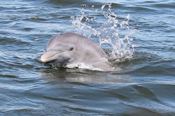 Cocoa Beach Dolphin and Wildlife Tour - Entering Cocoa Beach’s Thousand Islands
