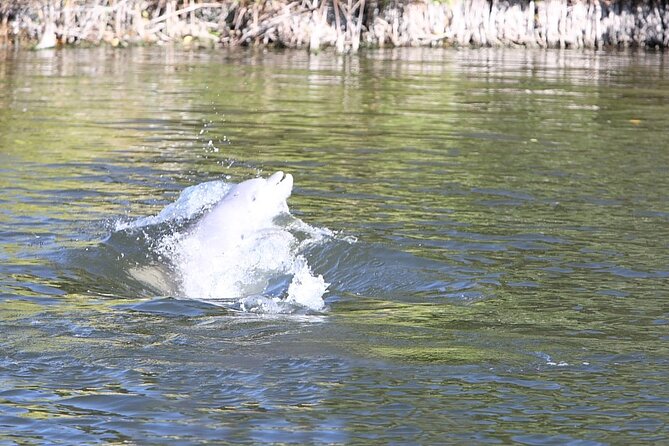 Cocoa Beach Dolphin and Wildlife Tour - What the Banana River Reveals