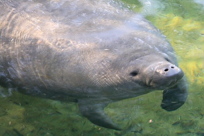 Cocoa Beach Dolphin and Wildlife Tour - Guides Who Add More Than Commentary