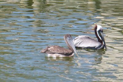 Cocoa Beach Dolphin and Wildlife Tour