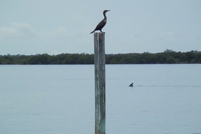 Cocoa Beach Dolphin and Wildlife Tour - Weather, Clothing, and Wildlife Timing
