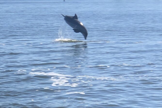 Cocoa Beach Dolphin and Wildlife Tour - Is $47.50 a Fair Price?