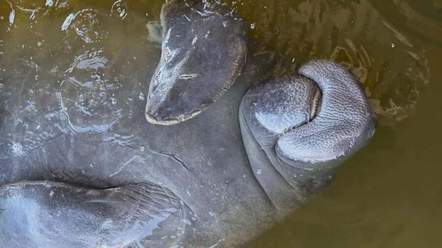 Cocoa Beach: Dolphin & Manatee Pontoon Cruise - Key points to know before you book